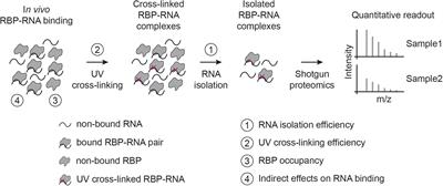 Opportunities and Challenges in Global Quantification of RNA-Protein Interaction via UV Cross-Linking